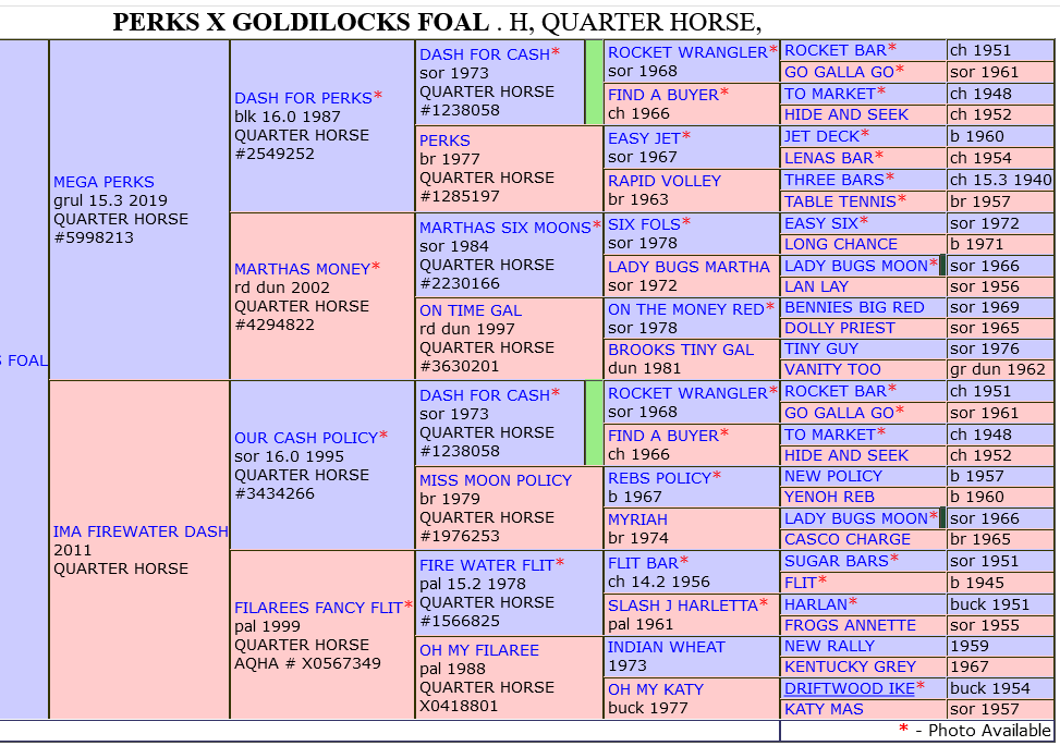 2019 Foals   Screenshot 2023 03 03 At 11 27 36 Perks X Goldilocks Foal Quarter Horse 